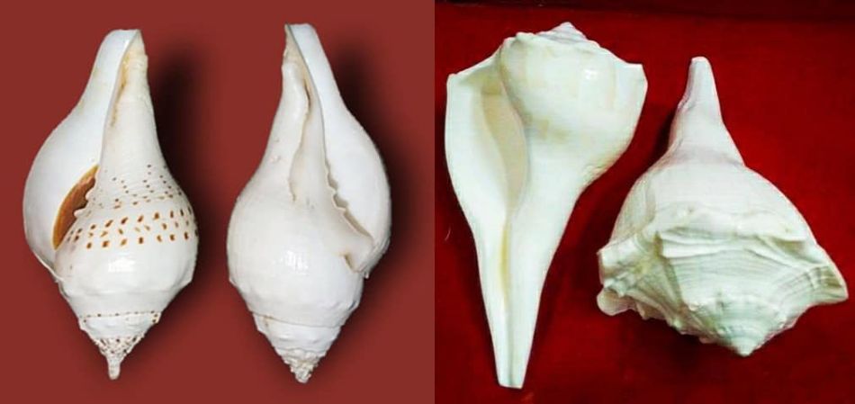 The right handed conch - shankh in pujas